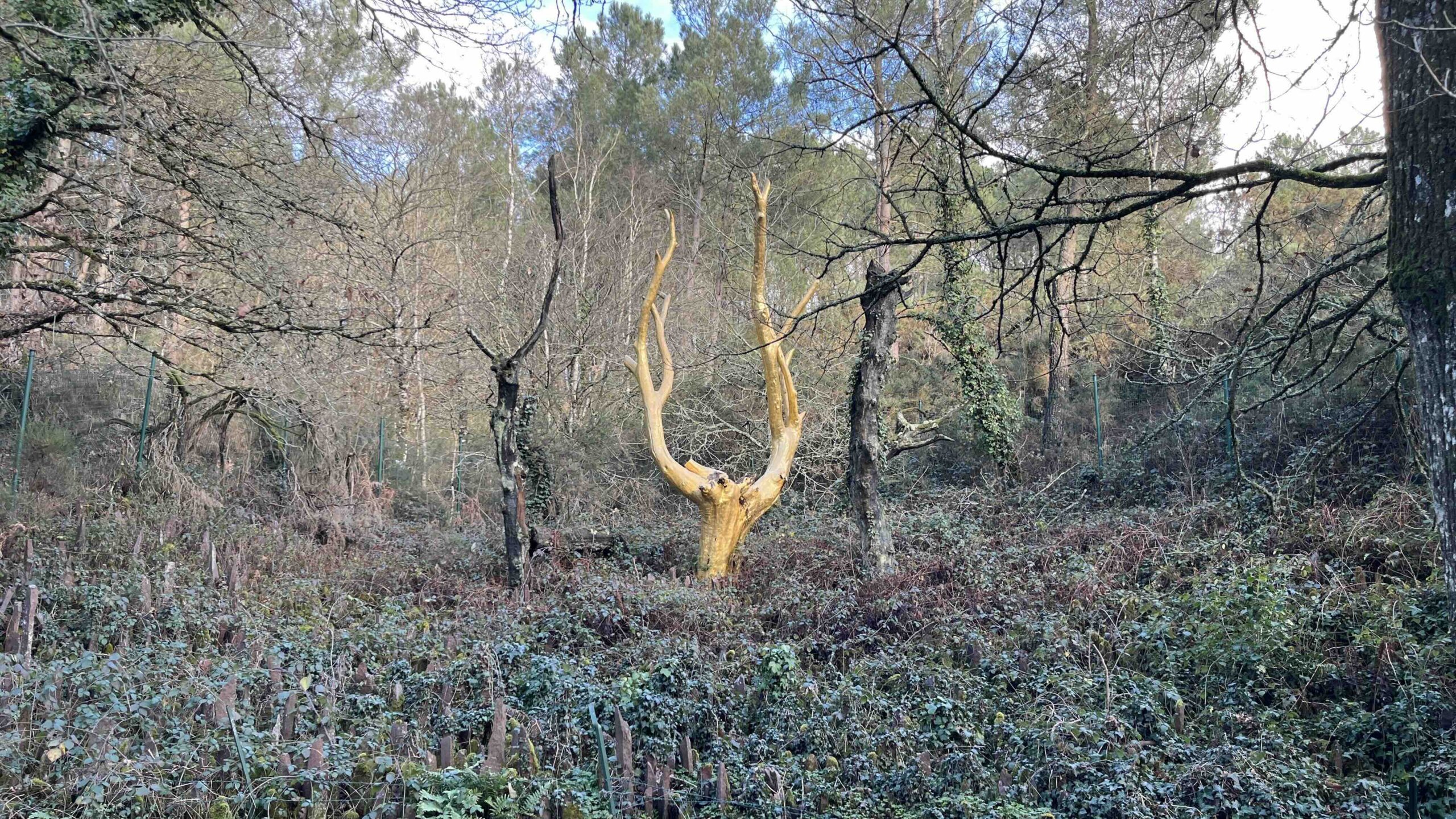 Arbre d&rsquo;or-forêt de Brocéliande-Trehorentec